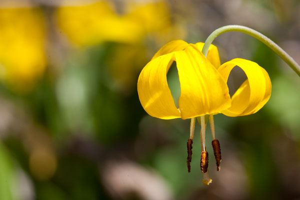 alpine lily 2009