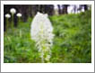 bear grass