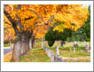 autumn in cemetery